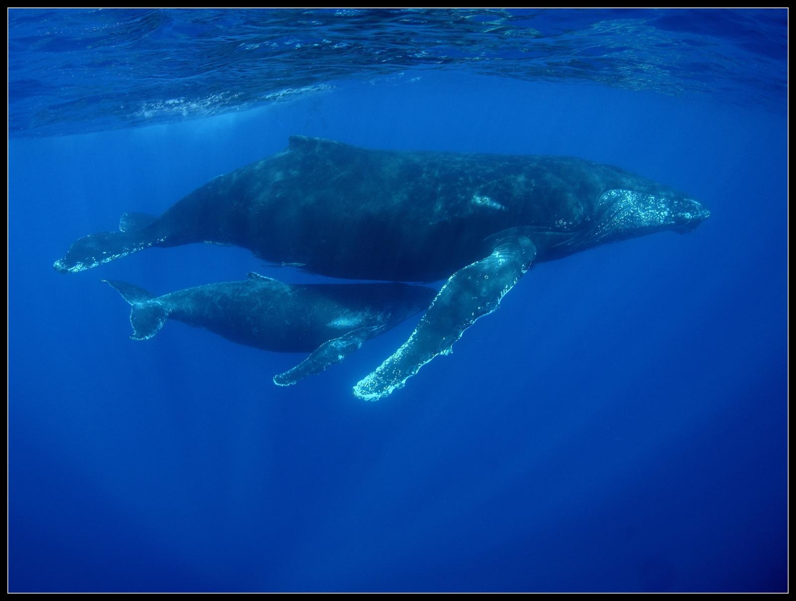 baleine 0236.JPG