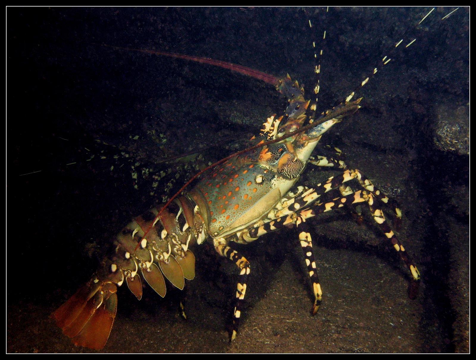 langouste 2348.jpg