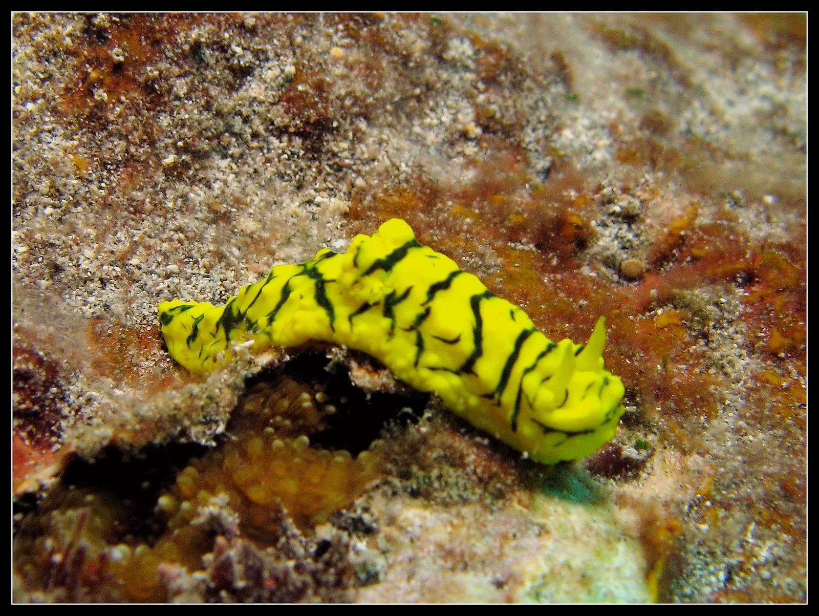 notodoris 256.jpg