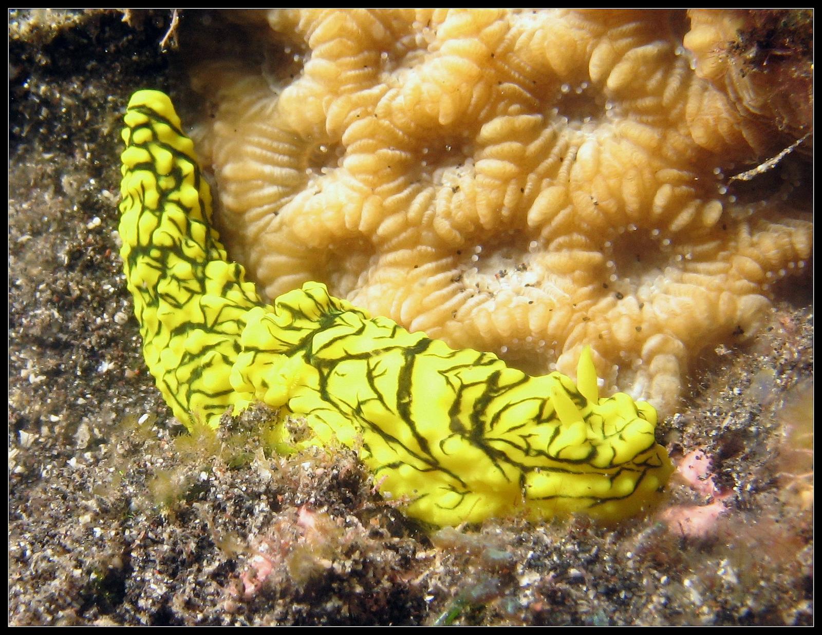 nudi 0231.jpg