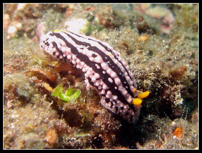 nudi 193.jpg