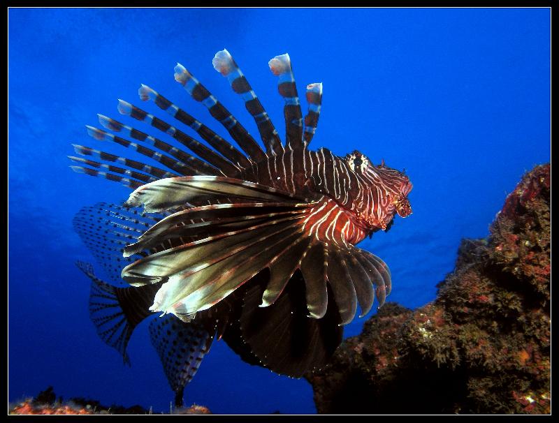 pterois 044.jpg