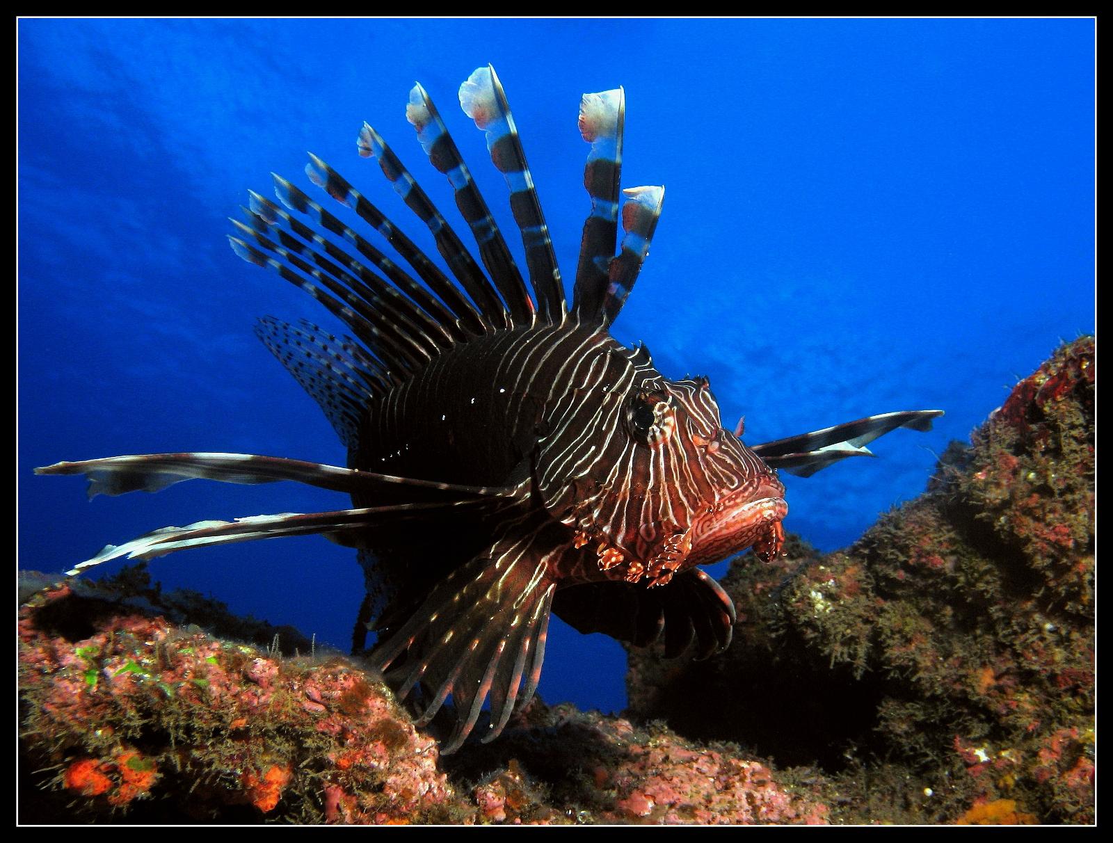 pterois 045.jpg