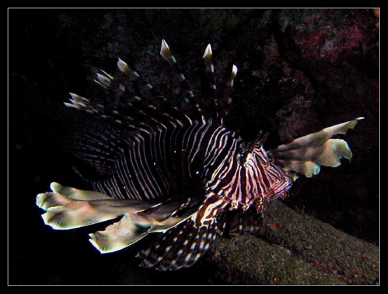 pterois 2124.jpg